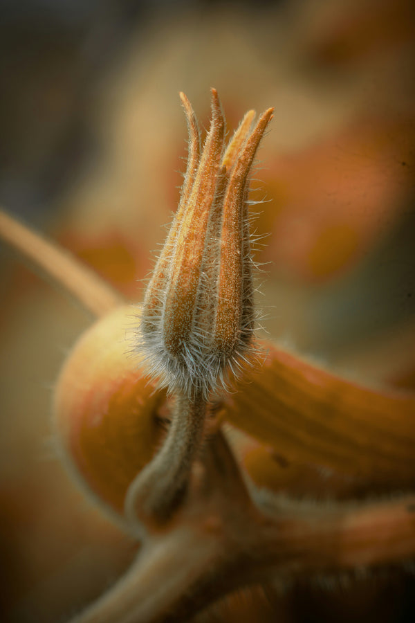 Cellule meristematiche della Centella Asiatica