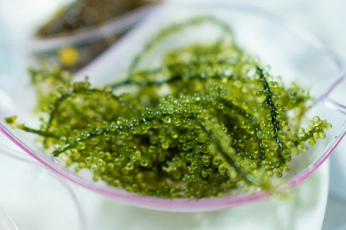 Estratto di Caulerpa Lentillifera