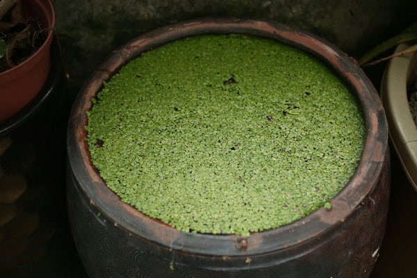 Estratto di Chlorella Vulgaris