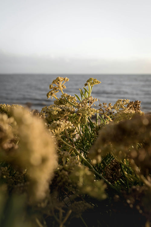 Estratto di Crithmum Maritimum