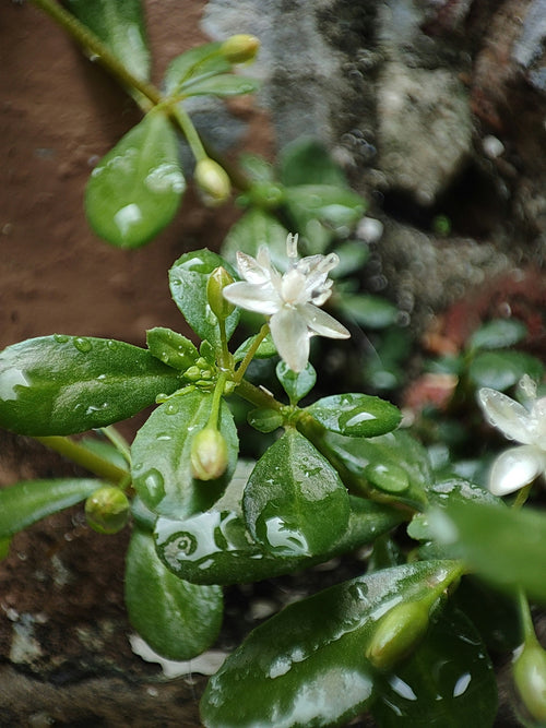 Estratto di Menyanthes Trifoliata