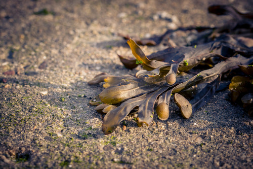 Estratto di Fucus Serratus