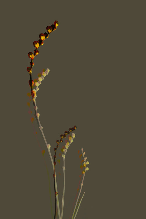 Estratto di Salicornia Herbacea