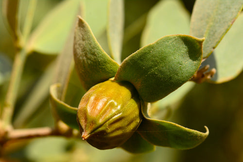 Olio di Jojoba